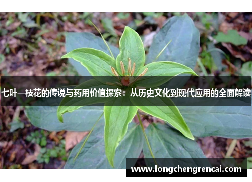 七叶一枝花的传说与药用价值探索：从历史文化到现代应用的全面解读