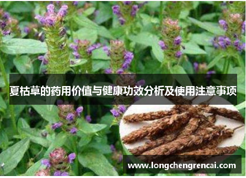 夏枯草的药用价值与健康功效分析及使用注意事项